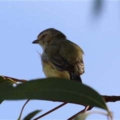 Smicrornis brevirostris at Symonston, ACT - 29 Sep 2024