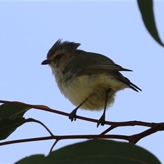 Smicrornis brevirostris at Symonston, ACT - 29 Sep 2024