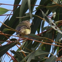 Smicrornis brevirostris at Symonston, ACT - 29 Sep 2024