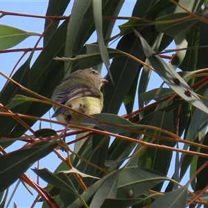 Smicrornis brevirostris at Symonston, ACT - 29 Sep 2024