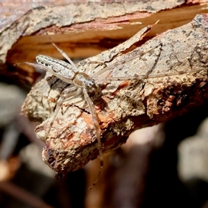 Tetragnatha demissa at Moruya, NSW - suppressed