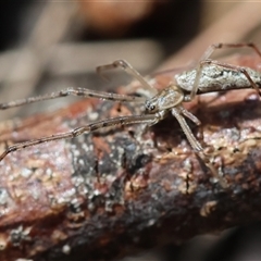 Tetragnatha demissa at Moruya, NSW - suppressed
