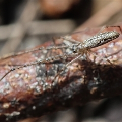 Tetragnatha demissa at Moruya, NSW - suppressed