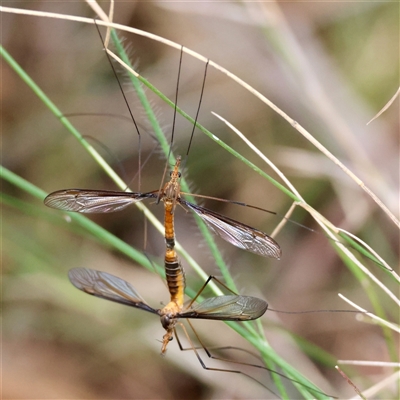 Tipulidae or Limoniidae (family) at Moruya, NSW - 29 Sep 2024 by LisaH