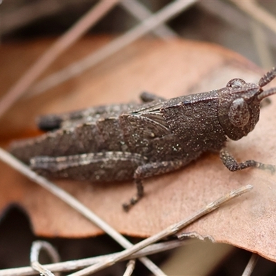 Goniaea opomaloides (Mimetic Gumleaf Grasshopper) at Moruya, NSW - 29 Sep 2024 by LisaH