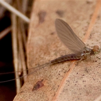 Ephemeroptera (order) (Unidentified Mayfly) at Moruya, NSW - 29 Sep 2024 by LisaH