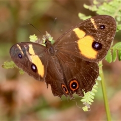 Tisiphone abeona (Varied Sword-grass Brown) at Moruya, NSW - 29 Sep 2024 by LisaH