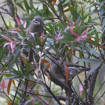 Caligavis chrysops (Yellow-faced Honeyeater) at Moruya, NSW - 29 Sep 2024 by LisaH