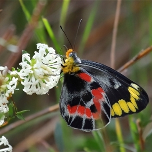 Delias harpalyce at Ainslie, ACT - 29 Sep 2024 12:37 PM