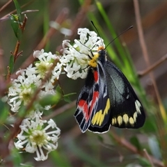 Delias harpalyce at Ainslie, ACT - 29 Sep 2024 12:37 PM