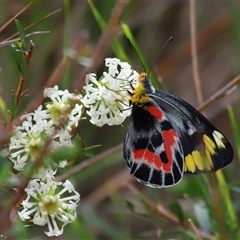 Delias harpalyce at Ainslie, ACT - 29 Sep 2024 12:37 PM