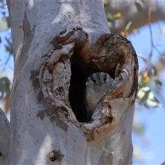 Aegotheles cristatus (Australian Owlet-nightjar) at Ainslie, ACT - 29 Sep 2024 by TimL