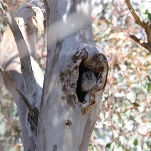 Aegotheles cristatus at Ainslie, ACT - 29 Sep 2024 11:24 AM