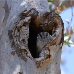 Aegotheles cristatus at Ainslie, ACT - 29 Sep 2024 11:24 AM