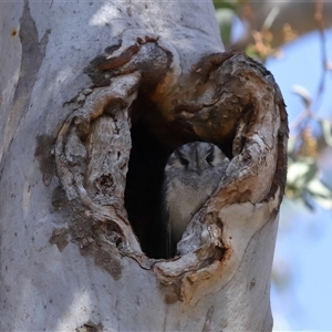 Aegotheles cristatus at Ainslie, ACT - 29 Sep 2024 11:24 AM