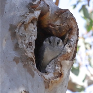 Aegotheles cristatus at Ainslie, ACT - 29 Sep 2024 11:24 AM