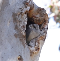 Aegotheles cristatus at Ainslie, ACT - 29 Sep 2024 11:24 AM