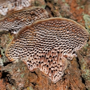 Phaeotrametes decipiens at Ainslie, ACT - 29 Sep 2024