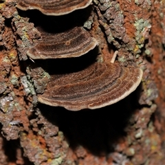 Phaeotrametes decipiens at Ainslie, ACT - 29 Sep 2024