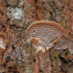 Phaeotrametes decipiens at Ainslie, ACT - 29 Sep 2024