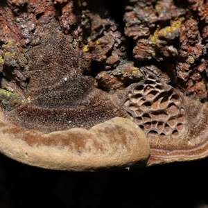 Phaeotrametes decipiens at Ainslie, ACT - 29 Sep 2024