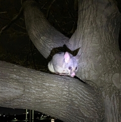 Trichosurus vulpecula (Common Brushtail Possum) at Parkes, ACT - 10 Jun 2024 by TimL