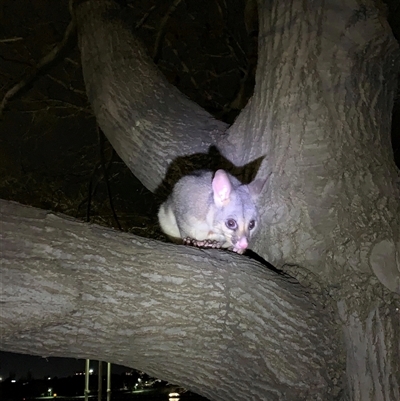 Trichosurus vulpecula (Common Brushtail Possum) at Parkes, ACT - 11 Jun 2024 by TimL