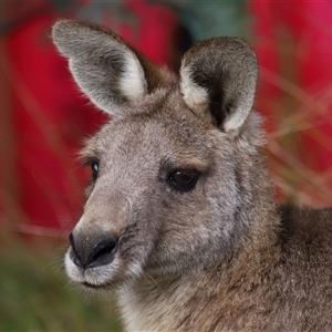 Macropus giganteus at Tharwa, ACT - 10 Jul 2024