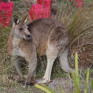 Macropus giganteus at Tharwa, ACT - 10 Jul 2024