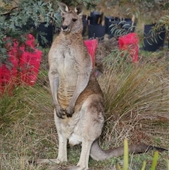 Macropus giganteus at Tharwa, ACT - 10 Jul 2024