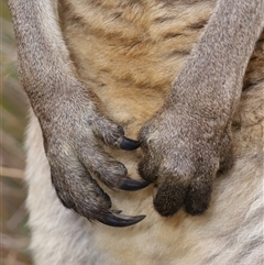 Macropus giganteus at Tharwa, ACT - 10 Jul 2024