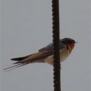 Hirundo neoxena at Kangaroo Valley, NSW - 30 Sep 2024 07:45 AM