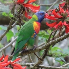 Trichoglossus moluccanus (Rainbow Lorikeet) at Kangaroo Valley, NSW - 29 Sep 2024 by lbradley