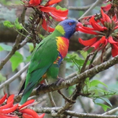 Trichoglossus moluccanus (Rainbow Lorikeet) at Kangaroo Valley, NSW - 30 Sep 2024 by lbradley