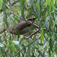 Ptilonorhynchus violaceus (Satin Bowerbird) at Kangaroo Valley, NSW - 29 Sep 2024 by lbradley