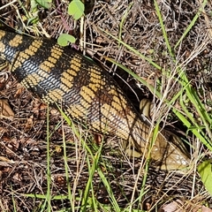 Tiliqua scincoides scincoides (Eastern Blue-tongue) at Isaacs, ACT - 30 Sep 2024 by Mike