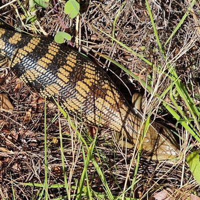 Tiliqua scincoides scincoides (Eastern Blue-tongue) at Isaacs, ACT - 30 Sep 2024 by Mike