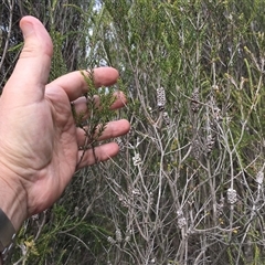 Melaleuca parvistaminea (Small-flowered Honey-myrtle) at Uriarra Village, ACT - 29 Sep 2024 by dwise