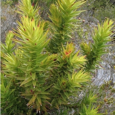 Andersonia axilliflora (Giant Andersonia) by MichaelBedingfield