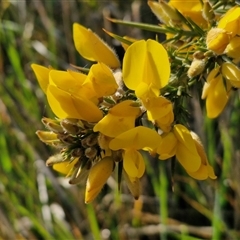 Ulex europaeus (Gorse) at Currawang, NSW - 30 Sep 2024 by trevorpreston