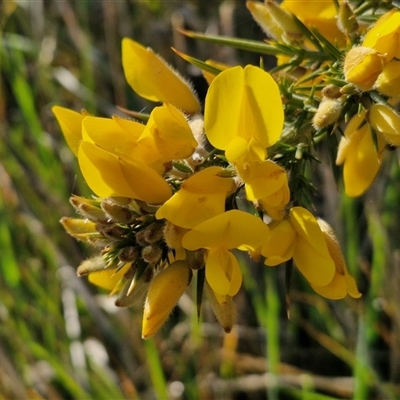 Ulex europaeus (Gorse) at Currawang, NSW - 30 Sep 2024 by trevorpreston