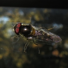 Simosyrphus grandicornis (Common hover fly) at Flynn, ACT - 29 Sep 2024 by Christine