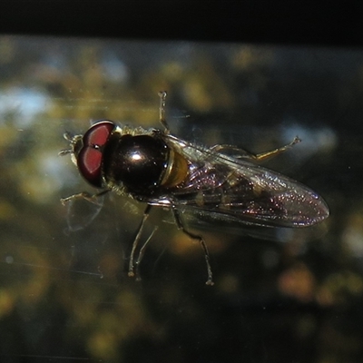 Simosyrphus grandicornis (Common hover fly) at Flynn, ACT - 30 Sep 2024 by Christine