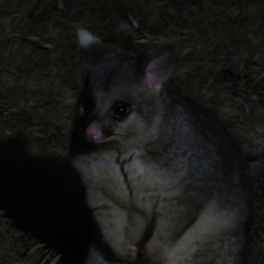 Trichosurus vulpecula (Common Brushtail Possum) at Flynn, ACT - 29 Sep 2024 by Christine