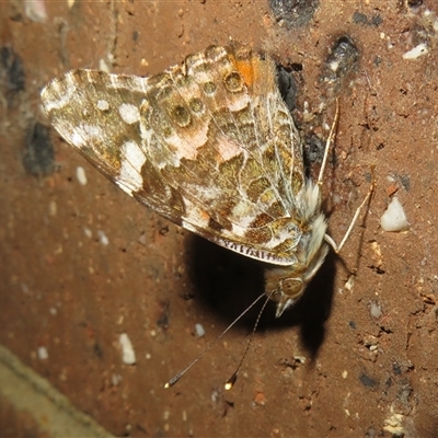 Vanessa kershawi (Australian Painted Lady) at Flynn, ACT - 29 Sep 2024 by Christine