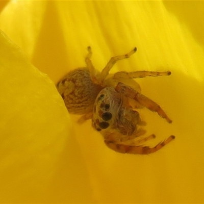 Opisthoncus sp. (genus) (Unidentified Opisthoncus jumping spider) at Nicholls, ACT - 27 Sep 2024 by Christine