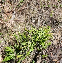 Agapanthus praecox subsp. orientalis (Agapanthus) at Uriarra Village, ACT - 28 Sep 2024 by rangerstacey