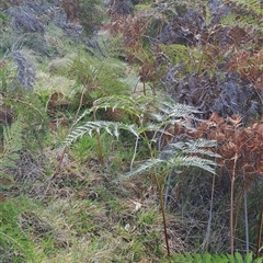 Pteridium esculentum (Bracken) at Torrens, ACT - 29 Sep 2024 by LPadg