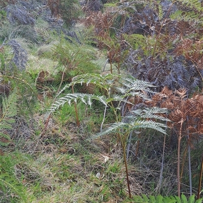 Pteridium esculentum (Bracken) at Torrens, ACT - 30 Sep 2024 by LPadg