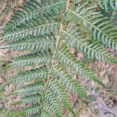 Pteridium esculentum at Torrens, ACT - 30 Sep 2024